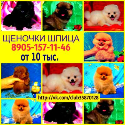 Продам щенка Шпиц - Россия, Москва. Цена 10000 рублей