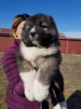 Puppies for sale caucasian shepherd dog - Slovenia, Novi Sad