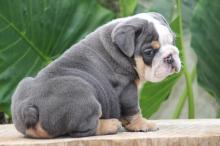 Puppies for sale english bulldog - Germany, Giessen