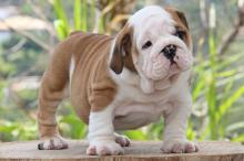 Puppies for sale english bulldog - Germany, Dresden