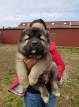Puppies for sale caucasian shepherd dog - Slovenia, Novi Sad