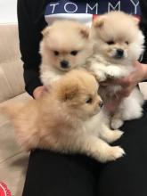 Puppies for sale pomeranian spitz - Finland, Helsinki