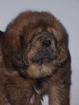 Продам щенка Тибетский мастиф - Россия, Москва. Цена 150000 рублей