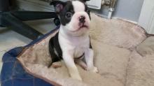 Puppies for sale boston terrier - Germany, Leipzig