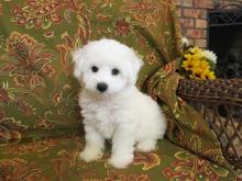 Puppies for sale bichon - Germany, Kayzerslauten