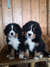 Puppies for sale bernese mountain dog - Slovenia, Subbotitsa