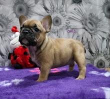 Puppies for sale french bulldog - Germany, Dessau