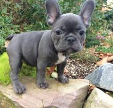 Puppies for sale french bulldog - USA, Indiana, Indianapolis. Price 500 $