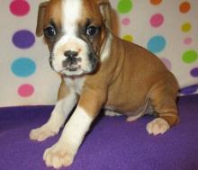 Puppies for sale boxer - Hungary, Budapest. Price 220 $