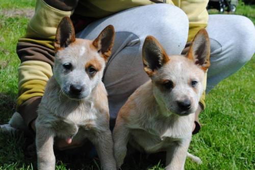 Продам щенка Австралийская пастушья собака - Литва, Клайпеда. Цена 800 евро