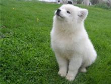 Puppies for sale samoyed dog (samoyed) - Georgia, Georgia