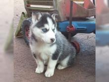 Puppies for sale haski - Kazakhstan, Temirtau