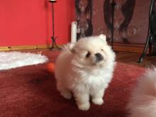 Puppies for sale pomeranian spitz - Ukraine, Ivano-Frankivsk