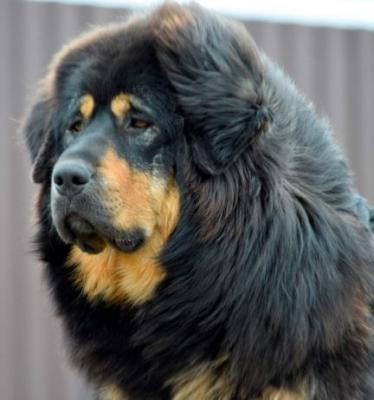 Продам щенка Тибетский мастиф - Украина, Киев. Цена 800 долларов