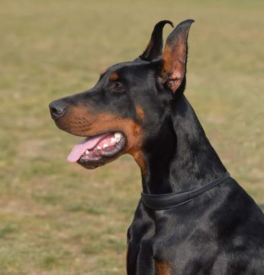 Продам щенка Доберман - Украина, Херсон. Цена 900 евро