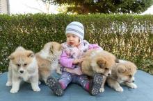 Puppies for sale akita - Slovenia, Belgrade