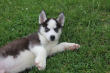 Puppies for sale haski - Turkmenistan, Ashgabat. Price 300 $