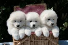 Puppies for sale samoyed dog (samoyed) - Moldova, Bender. Price 300 $