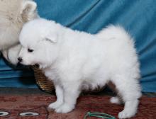 Puppies for sale samoyed dog (samoyed) - Belarus, Minsk. Price 300 $