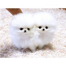 Puppies for sale pomeranian spitz - Sweden, Malmo