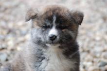 Puppies for sale akita - Slovenia, Novi Sad