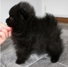 Puppies for sale pomeranian spitz - Germany, Magdeburg. Price 400 €