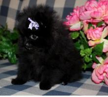 Puppies for sale pomeranian spitz - Germany, Mainz. Price 400 €