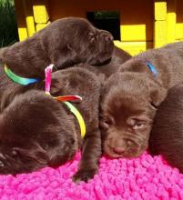 Puppies for sale labrador retriever - Slovenia, Novi Sad