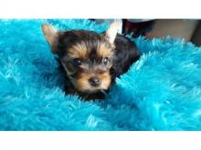 Puppies for sale yorkshire terrier - Russia, Chelyabinsk