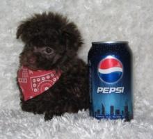 Puppies for sale poodle - USA, Oregon