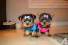Puppies for sale yorkshire terrier - USA, Colorado