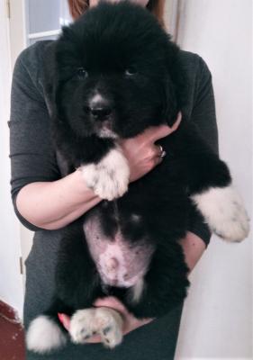 Продам щенка Ньюфаундленд - Украина, Запорожье. Цена 7000 гривен