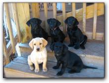 Puppies for sale labrador - USA, Kansas