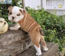 Puppies for sale english bulldog - Finland, Lapperanta. Price 500 €