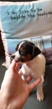 Puppies for sale jack russell terrier - Germany, Sprout