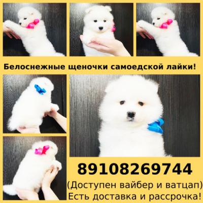 Продам щенка Самоед, самоедская лайка - Россия, Ярославль