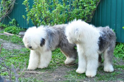 Продам щенка Бобтейл - Украина, Киев. Цена 999 долларов