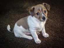 Puppies for sale jack russell terrier - Netherlands, Bergen aan Zee