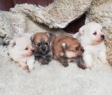 Puppies for sale pomeranian spitz - Slovenia, Novi Sad