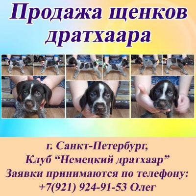 Продам щенка Дратхаар - Россия, Санкт-Петербург