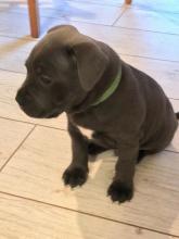 Puppies for sale staffordshire bull terrier - Poland, . Price 300 $