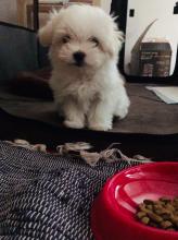 Puppies for sale maltese - Hungary, Budapest. Price 1200 €