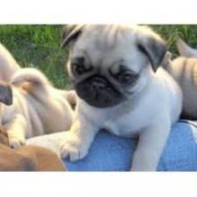 Puppies for sale pug - Latvia, Aluksne
