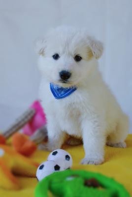 Продам щенка Белая швейцарская овчарка - Украина, Киев. Цена 600 долларов