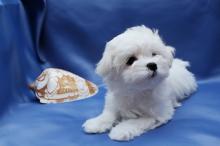 Puppies for sale maltese - Belarus, Minsk
