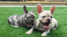 Puppies for sale french bulldog - Germany, Ilmenau