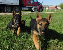 Puppies for sale german shepherd dog - Malta, Valletta