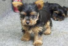 Puppies for sale yorkshire terrier - Cyprus, Ayia Napa