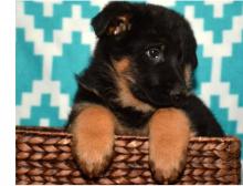 Puppies for sale german dog - Cyprus, Larnaca