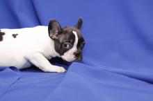 Puppies for sale french bulldog - Cyprus, Larnaca